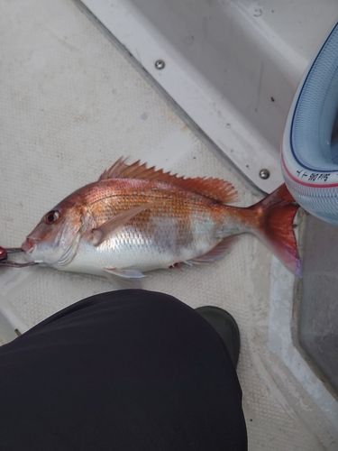 マダイの釣果