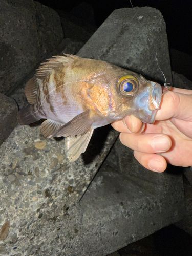 メバルの釣果