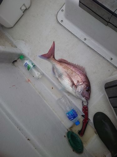マダイの釣果