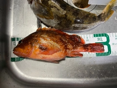 カサゴの釣果