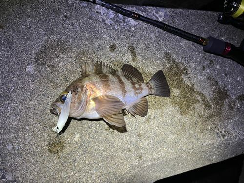 シロメバルの釣果