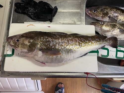 マダラの釣果
