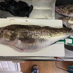 マダラ
