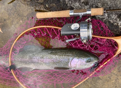 ニジマスの釣果