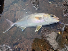 ショゴの釣果