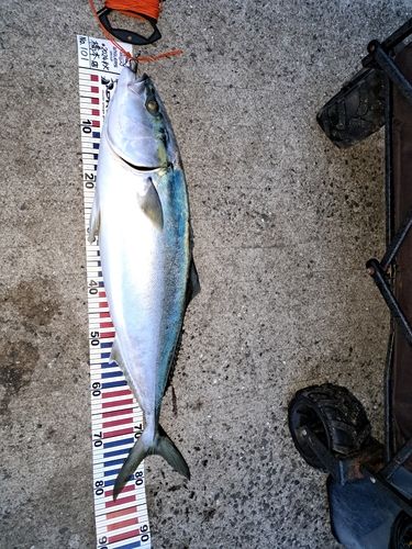 ブリの釣果