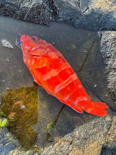 アカハタの釣果