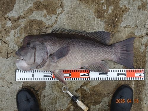 コブダイの釣果