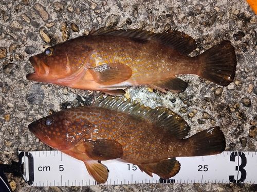 キジハタの釣果