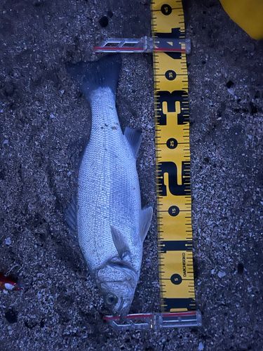 フッコ（ヒラスズキ）の釣果