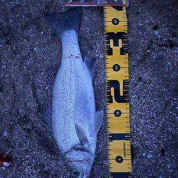 フッコ（ヒラスズキ）