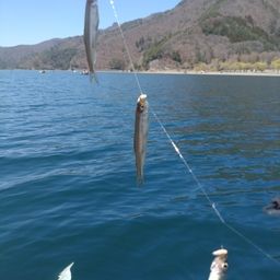 ワカサギ