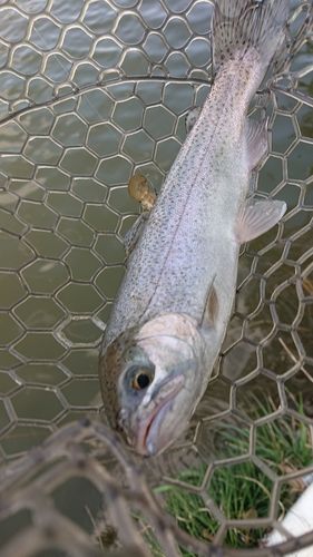 ニジマスの釣果