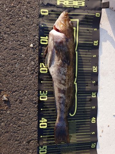 釣果