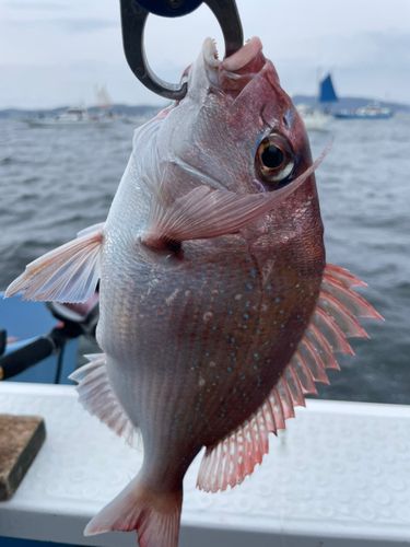 マダイの釣果