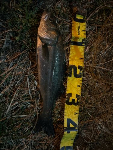 フッコ（マルスズキ）の釣果