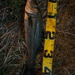 フッコ（マルスズキ）