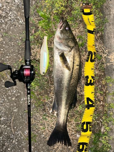 フッコ（マルスズキ）の釣果
