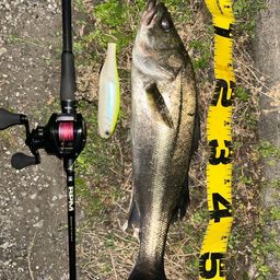 フッコ（マルスズキ）