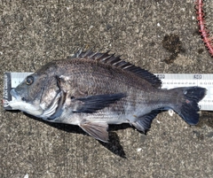 チヌの釣果