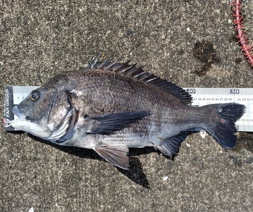 チヌの釣果