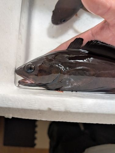 ドンコの釣果
