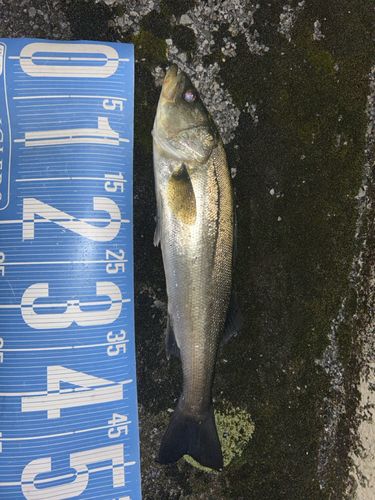 フッコ（マルスズキ）の釣果