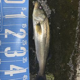 フッコ（マルスズキ）