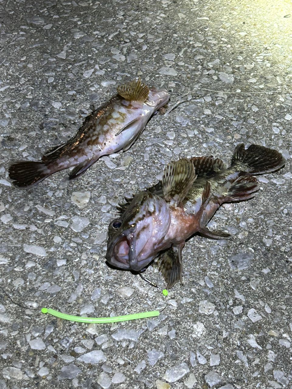 カサゴ