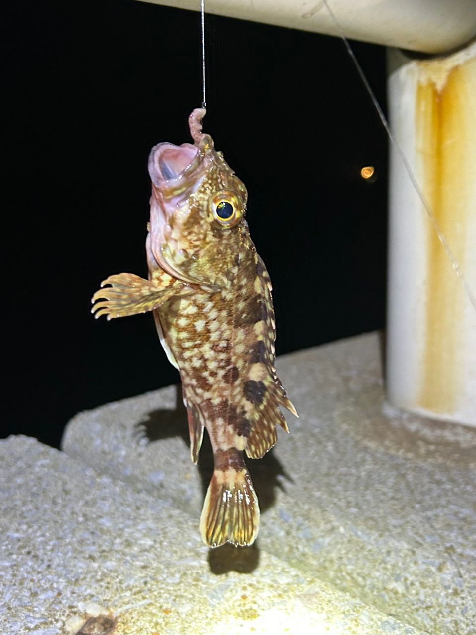 カサゴ