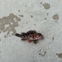 カサゴ