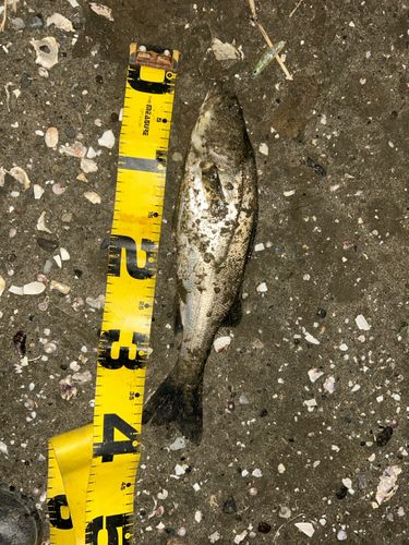 フッコ（マルスズキ）の釣果