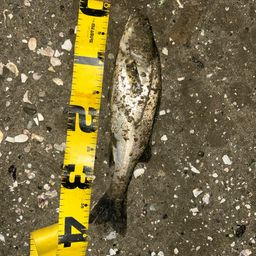 フッコ（マルスズキ）