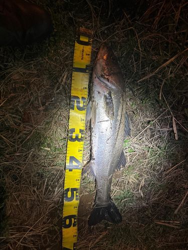 フッコ（マルスズキ）の釣果