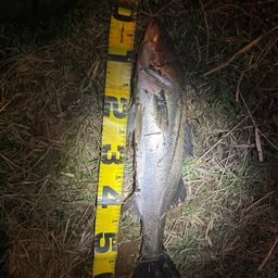 フッコ（マルスズキ）