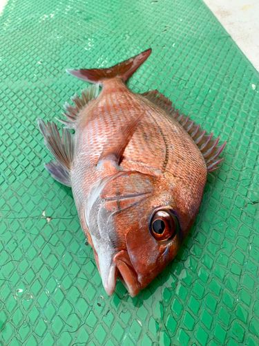 マダイの釣果