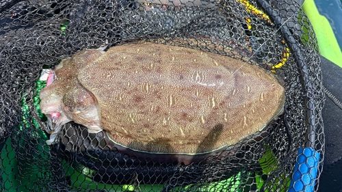 モンゴウイカの釣果