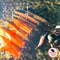 ヤリイカの釣果