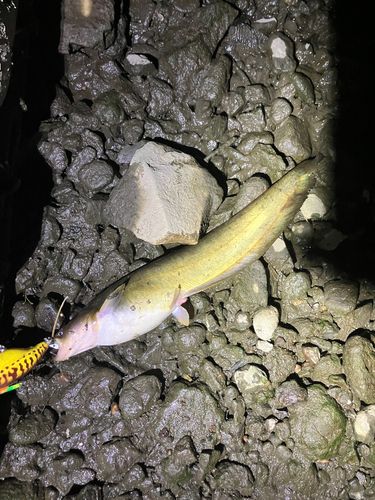 マナマズの釣果