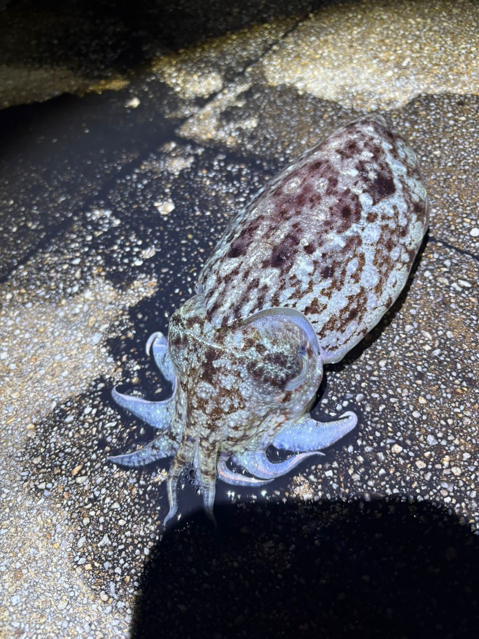 モンゴウイカ