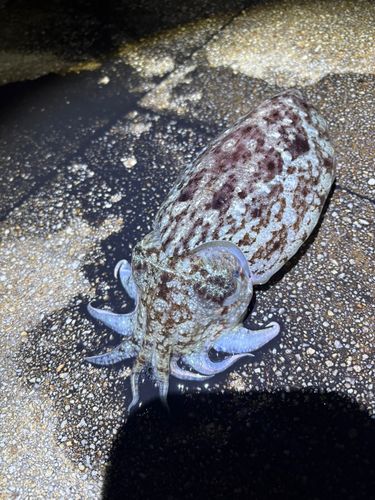 モンゴウイカの釣果
