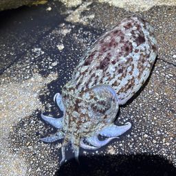 モンゴウイカ