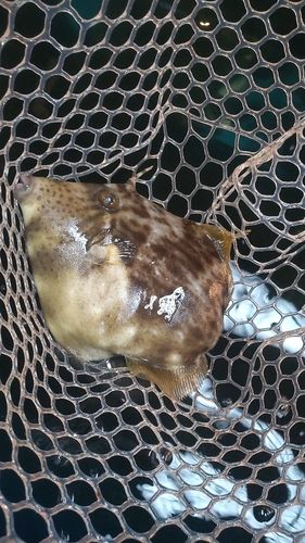 カワハギの釣果