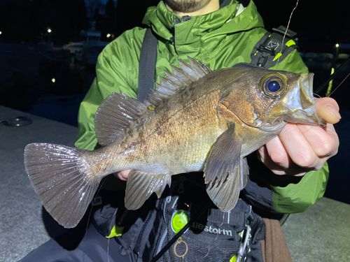 メバルの釣果