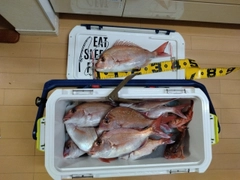 マダイの釣果