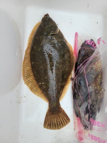 カレイの釣果