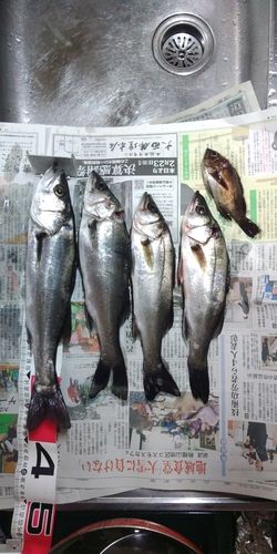 シーバスの釣果