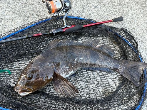 アイナメの釣果