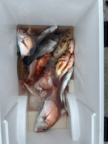マダイの釣果