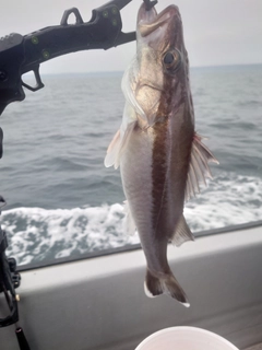 アラの釣果